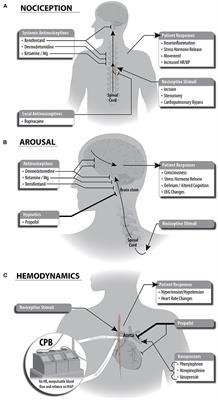 Perioperative Multimodal General Anesthesia Focusing on Specific CNS Targets in Patients Undergoing Cardiac Surgeries: The Pathfinder Feasibility Trial